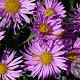 Aster 'Barbados' GM P9
