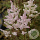 Astilbe (A) 'Bumalda' GM P9