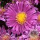 Aster 'Dasfour' GM P9