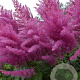 Astilbe (A) 'Gloria Purpurea' GM P9