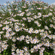 Aster pyrenaeus 'Lutetia' GM P9
