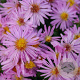 Aster (D) 'Rozika' GM P9