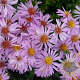 Aster (D) 'Rozika' GM P9