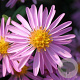 Aster (D) 'Rozika' GM P9