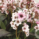 Bergenia 'Angel Kiss' GM P9