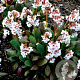 Bergenia 'Angel Kiss' GM P9