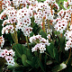 Bergenia 'Angel Kiss' GM P9