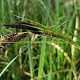 Carex acuta GM P9