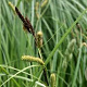Carex acuta GM P9