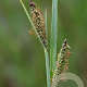 Carex acuta GM P9