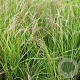 Calamagrostis arundinacea GM P9