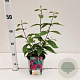 Callicarpa bod. 'Profusion' 30-40 cm 2,5L