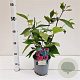 Callicarpa bod. 'Profusion' 30-40 cm 2,5L