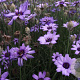 Catananche caerulea 'Major' GM P9