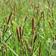Carex acutiformis GM P9