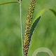 Carex acutiformis GM P9