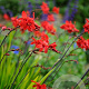 Crocosmia 'Hellfire' GM P9