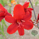 Crocosmia 'Hellfire' GM P9