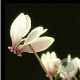 Cyclamen hederif. 'Album' GM P9