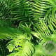 Dryopteris cycadina GM P9