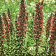 Echium amoenum 'Red Feathers' GM P9