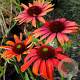 Echinacea 'Cheyenne Spirit' GM P9