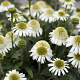 Echinacea Delicious Nougat GM P9