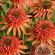 Echinacea 'Irresistible' GM P9