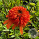 Echinacea 'Irresistible' GM P9