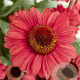Echinacea Sunseekers Red GM P9