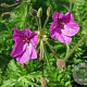 Erodium manescavii GM P9