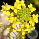 Erysimum 'Yellow Bird' GM P9