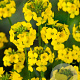 Erysimum 'Yellow Bird' GM P9