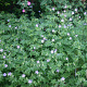 Geranium 'Blue Cloud' GM P9