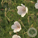 Geranium clarkei 'Kashmir White' GM P9