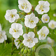 Geranium clarkei 'Kashmir White' GM P9
