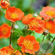 Geum coccineum 'Tosai' GM P9