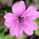 Geranium 'Elworthy Eyecatcher' GM P9