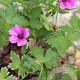 Geranium 'Elworthy Eyecatcher' GM P9