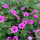 Geranium 'Elworthy Eyecatcher' GM P9