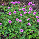 Geranium 'Hexham Velvet' GM P9