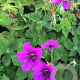 Geranium 'Hexham Velvet' GM P9