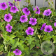 Geranium 'Hexham Velvet' GM P9