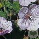 Geranium 'Joy' GM P9