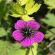 Geranium procurrens 'Sandrine' GM P9