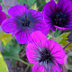 Geranium procurrens 'Sandrine' GM P9