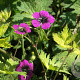 Geranium procurrens 'Sandrine' GM P9