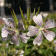 Geranium renardii GM P9