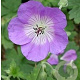 Geranium Rozanne GM P9