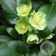 Helleborus argutifolius GM P9